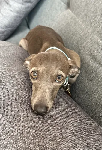 Galgo italiano - galguinho