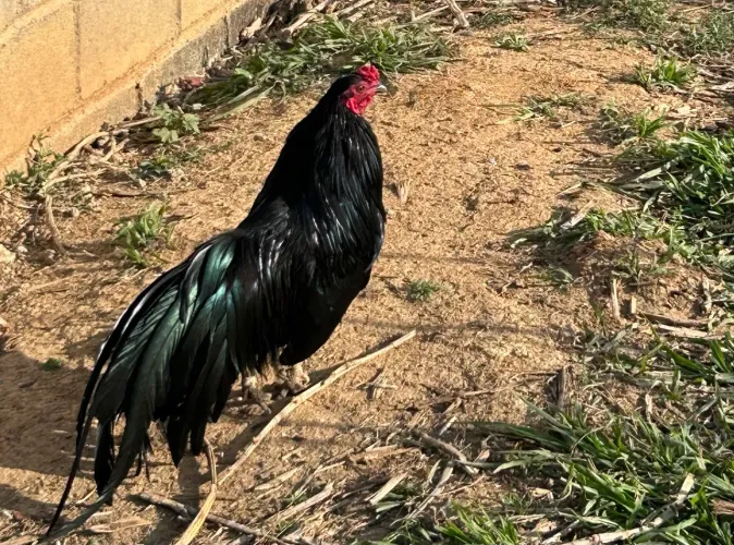 Galinha Sumatra e Galinha Polonesa