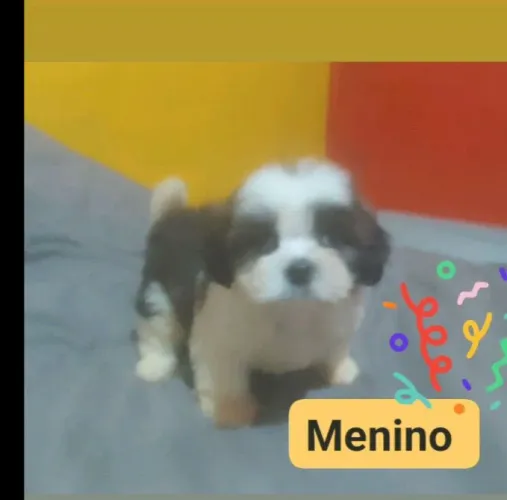 Pet animais de estimação 