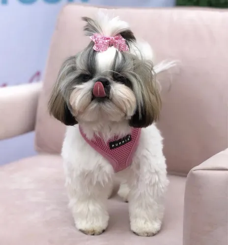 Filhotes De ShihTzu - Os Aumiguinhos Mais Fofos Estão Te Esperando