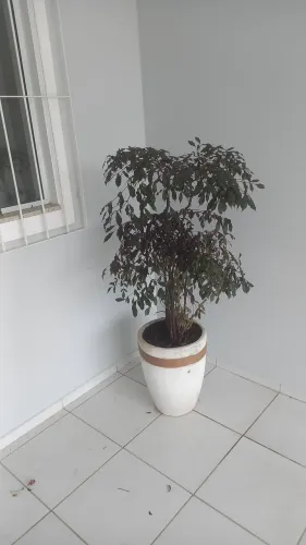 06 Plantas + 04 vasos cimento