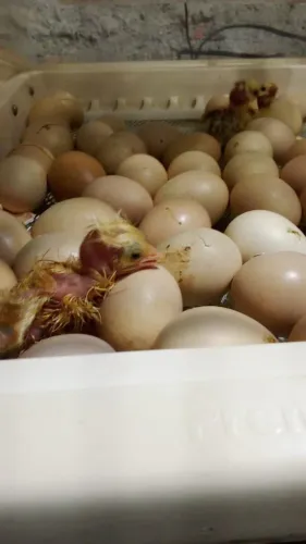 Ovos galados