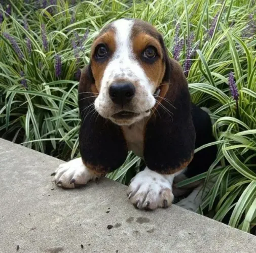Maravilhosos Basset Hound disponíveis! 
