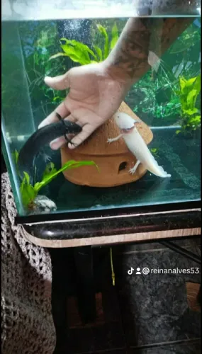 Aquário 70 litros completo