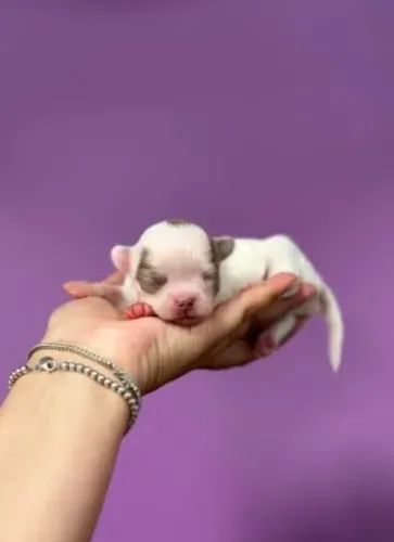 Chihuahua Fêmea White: A Fofura Que Vai Completar Sua Família!