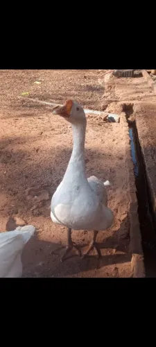 Ganso sinaleiro (macho)