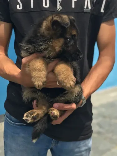 Pastor Alemão Machinho filhotes com pedigree vacinados 58 dias  e com contrato