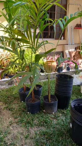 Palmeira Imperial MIRIM outras0