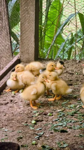 Marrecos de Pequim e Rouen