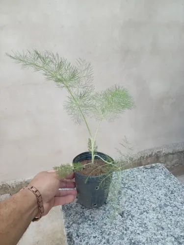 Muda de Funcho em Vaso