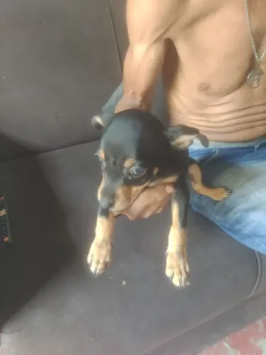 Cachorro número 1