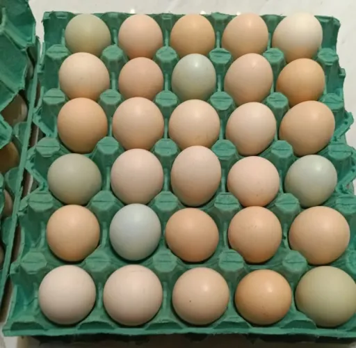 OVOS GALINHA CAIPIRA LEGÍTIMOS PARA CHOCA.