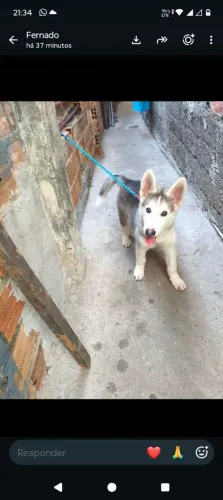 Vendo raça husky siberiano macho cm 3 meses