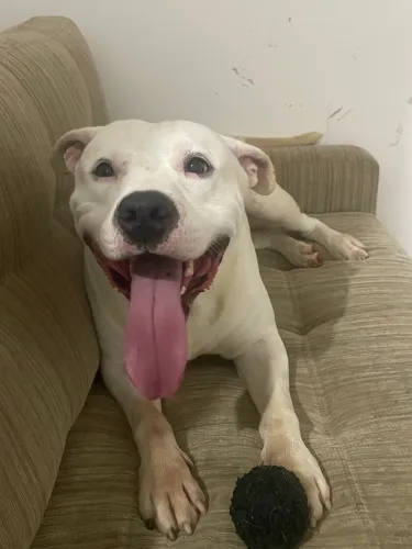 DOAÇÃO PITBULL