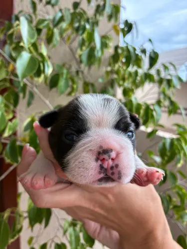 Filhote Bulldog Francês