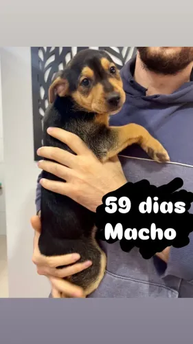 4 Cachorrinhos para adoção