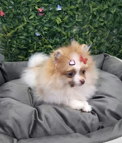 Spitz Anão fêmea
