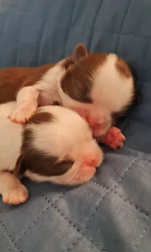 Shitzu machos 