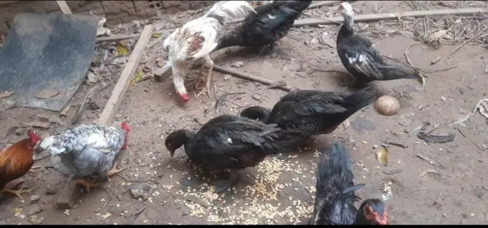 Patos