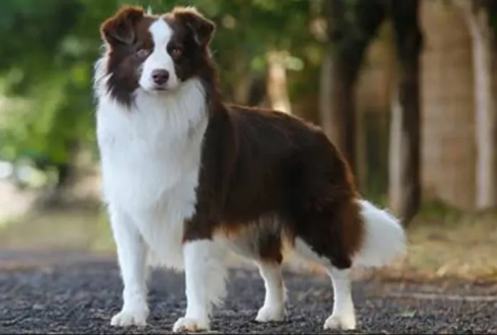 Filhotes de Border Collie de alto padrão porte médio a venda.
