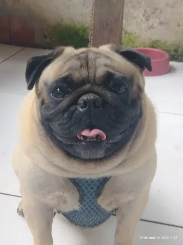Pug macho tem 2 anos muito dócil 
