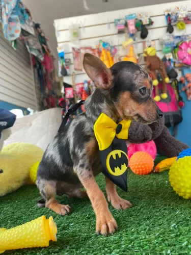 Pinscher miniatura macho arlequim