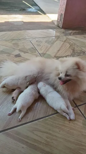 Lulu da pomerania