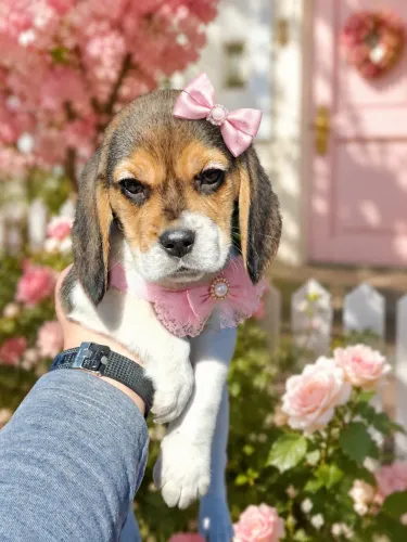 Lindinha e maravilhosa beagle fêmea 13 polegadas!