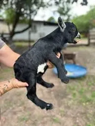 Animais para adoção AIDA ESTA DISPONIVEIL