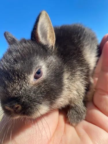Mini coelho NETHERLAND Dwarf