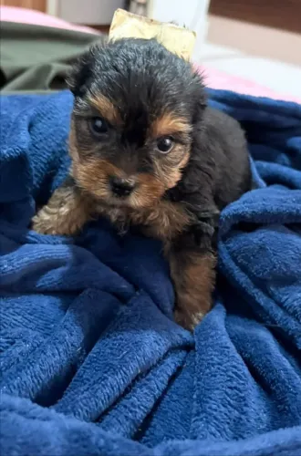 Yorkshire machinho