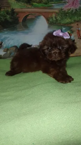 Shih tzu fêmea chocolate 
