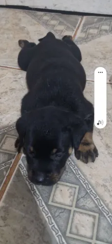 Vendo filhotes de Rottweiler