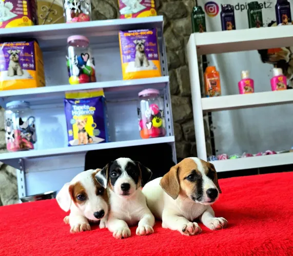Filhotes de Jack Russel de EXCELENTE LINHAGEM
