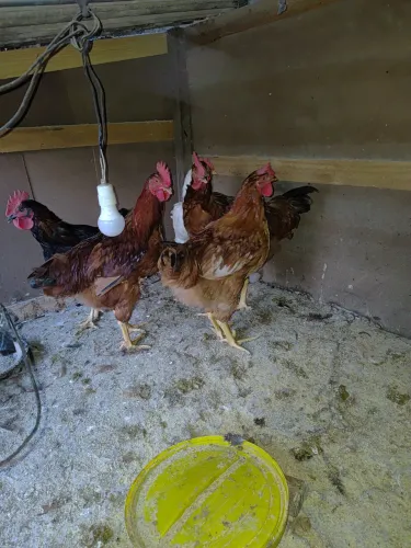 Frango