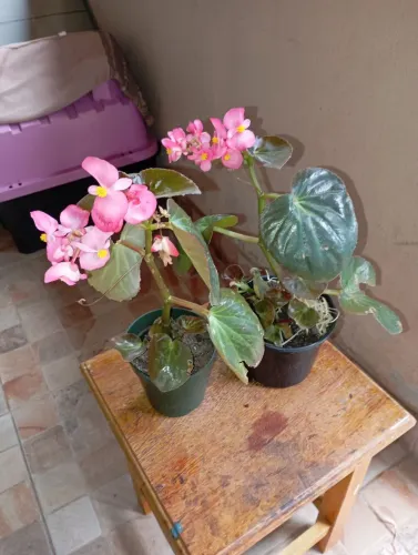 Begônias flores rosa 