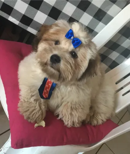 Filhote lhasa apso  com /cbkc 