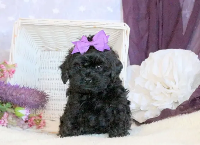 Filhotes de Lhasa Apso entrega imediata