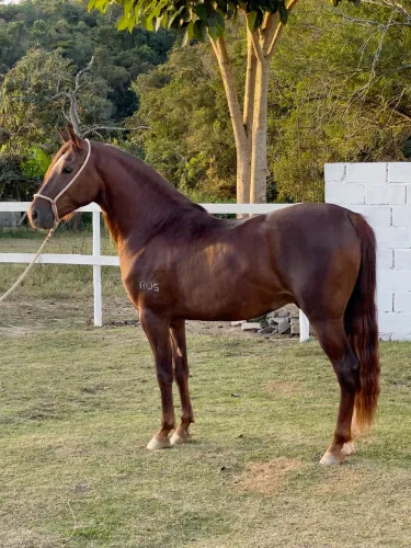 Cavalo