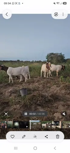 Vendo bode boer