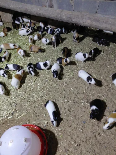 Preás / Porquinhos da Índia 