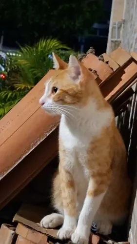 Esse lindo gato está para adoção