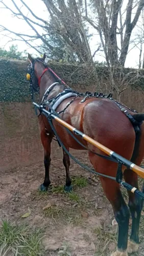 Cavalo american trotter