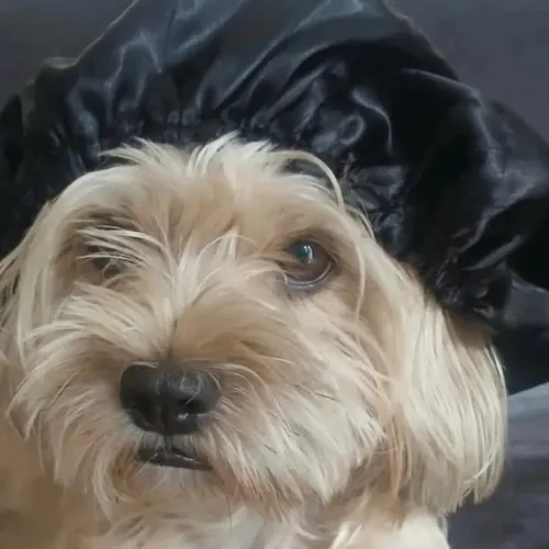 Filhotes de Shitzu com yorkshire.
