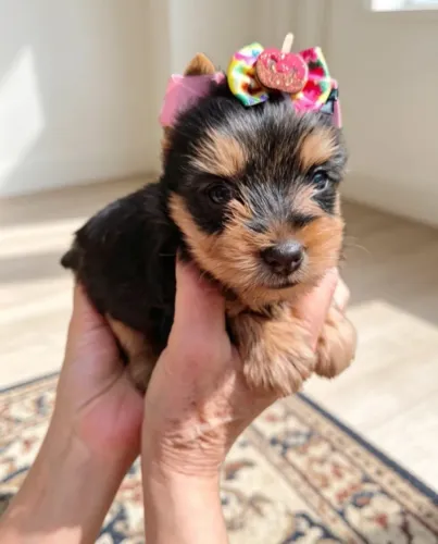 Yorkshire Terrier Puro Amor