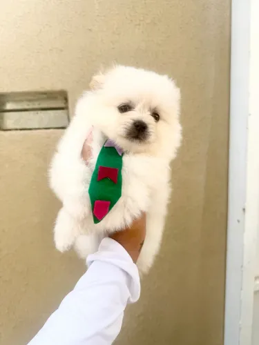 LULU DA POMERÂNIA MACHINHO SUPER PROMOÇÃO