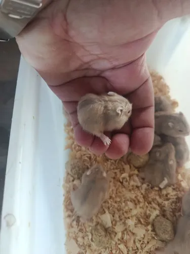 Hamster