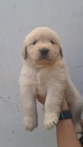 Filhotes de Golden Retriever