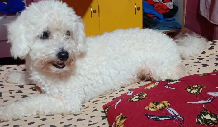 Vendo um filhote de poodle macho com 40 dias de nascido 