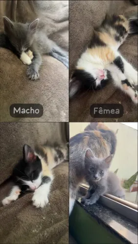Doando Gatinhos